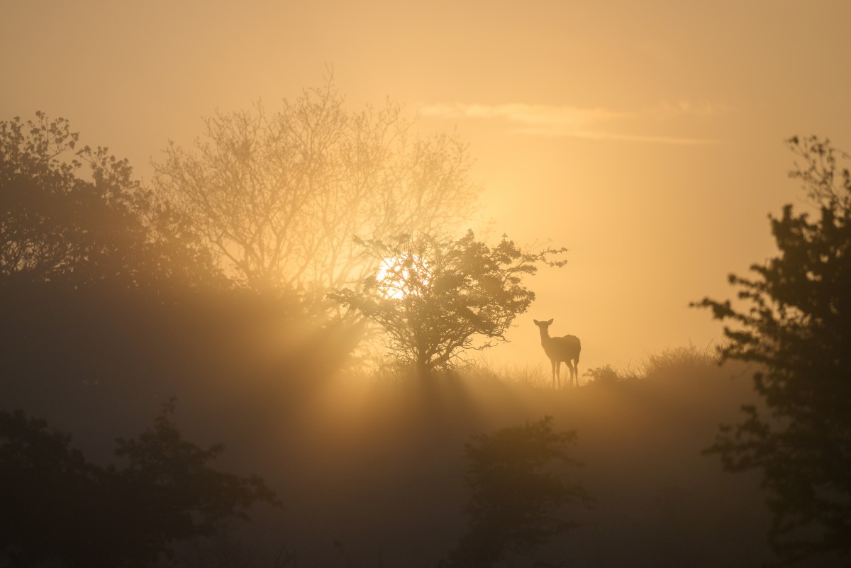 Deer in Golden light - Amsterdamse Waterleidingduinen, the Netherlands - This photo has been Highly Commended in Nature Photographer of The Year 2024