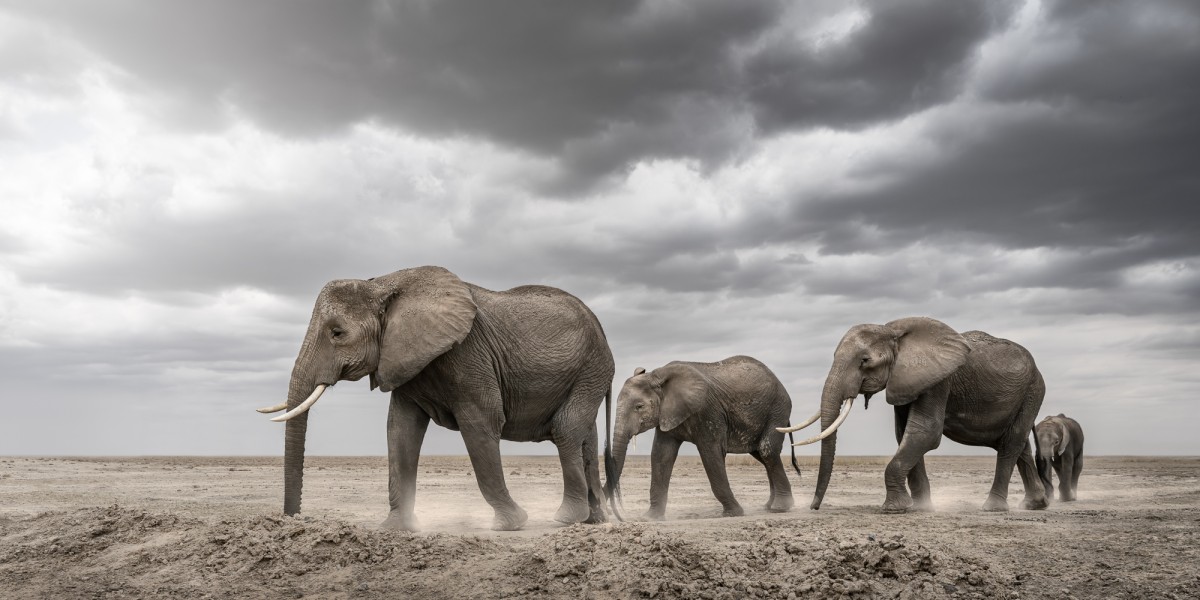 African elephants in Amboseli National Park, Kenya