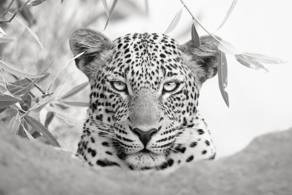 African leopard portrait in black and white - Tsavo West National Park, Kenya