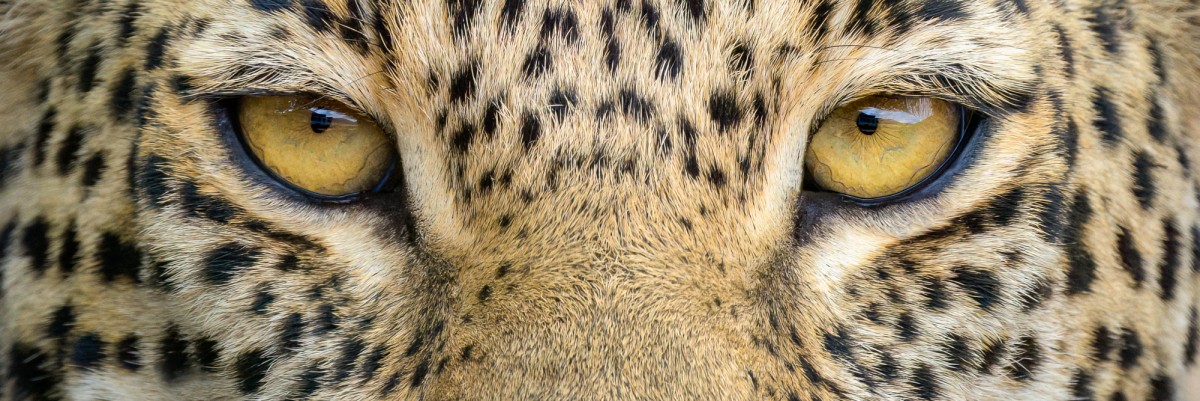 African leopard closeup of eyes - Tsavo West National Park, Kenya