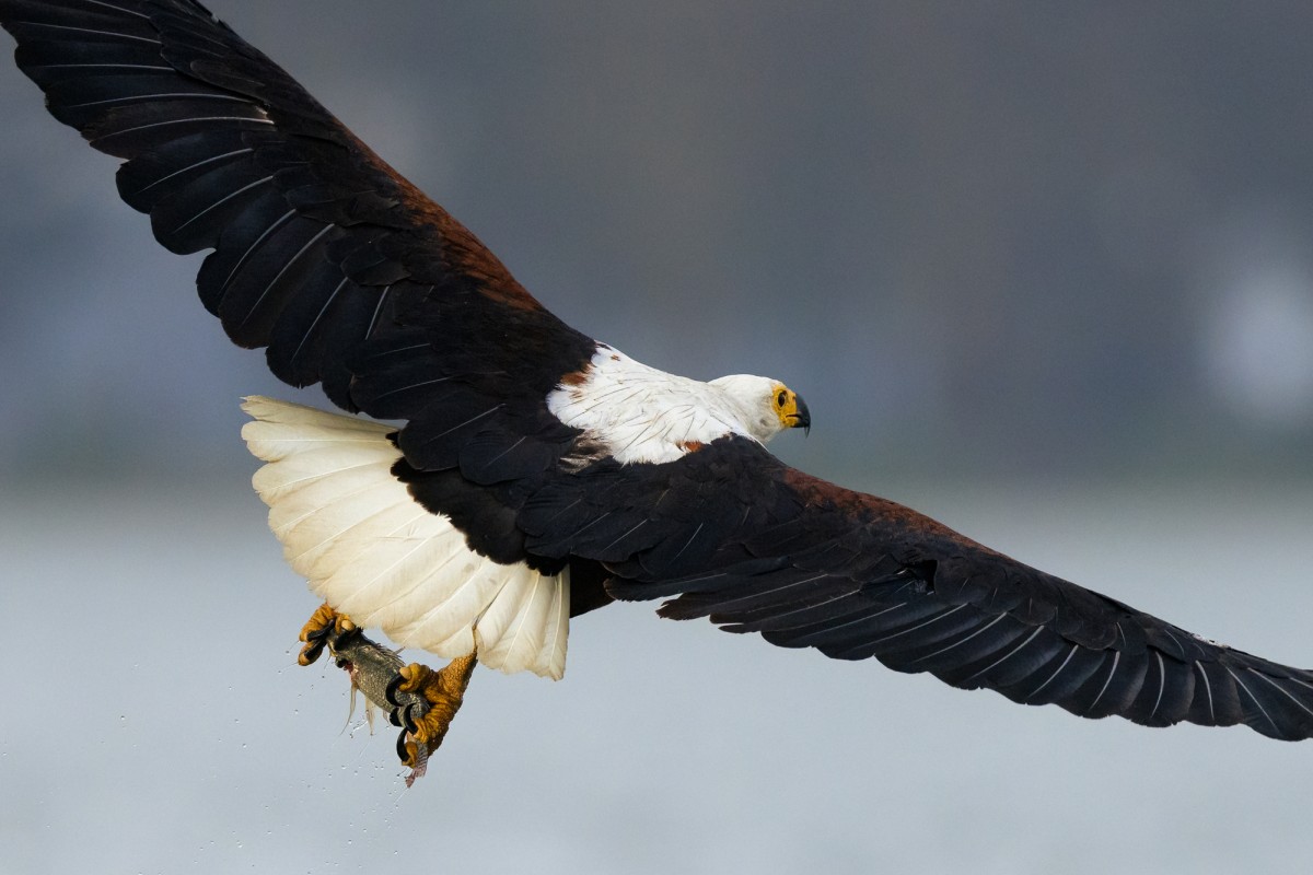 African fish eagle caught a fish - Lake Naivasha, Kenya