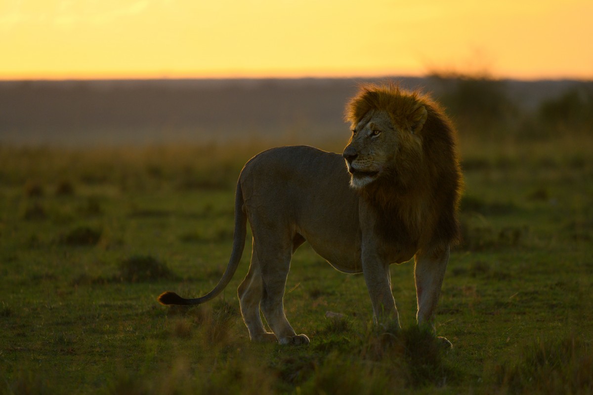 Male lion posing during sunrise - Maasai Mara National Reserve, Kenya