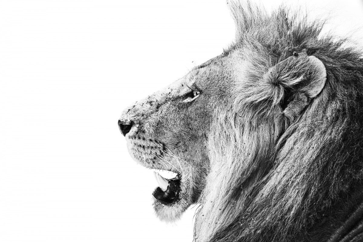 Portrait of a male lion in highkey - Maasai Mara National Reserve, Kenya