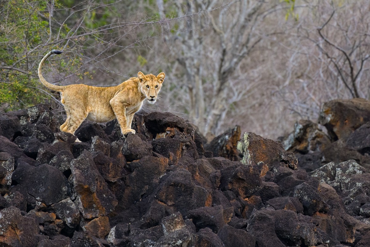 Juvenile male lion on lava rocks - Tsavo West National Park, Kenya