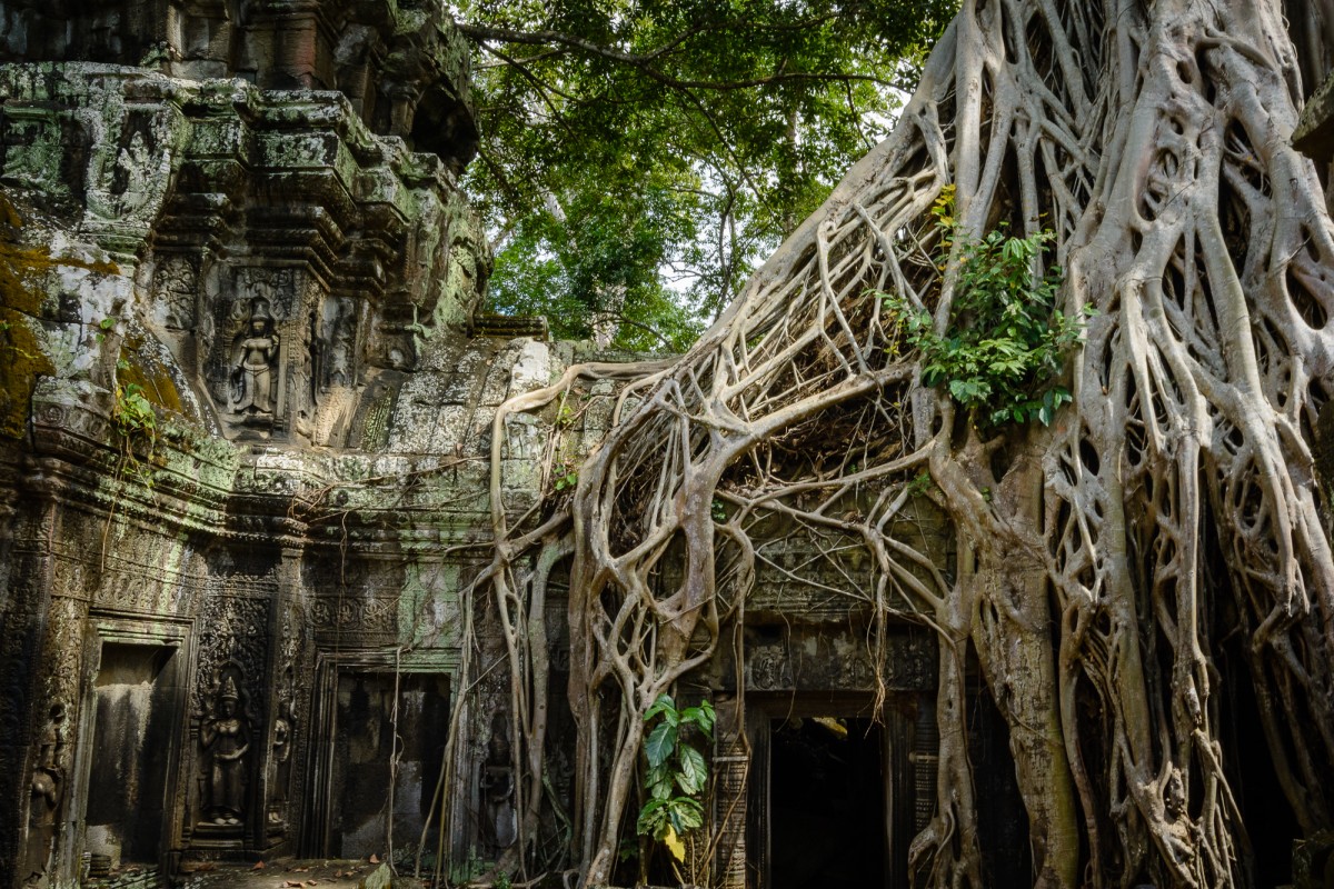 Angkor wat Tomb Raider ruins - Cambodia