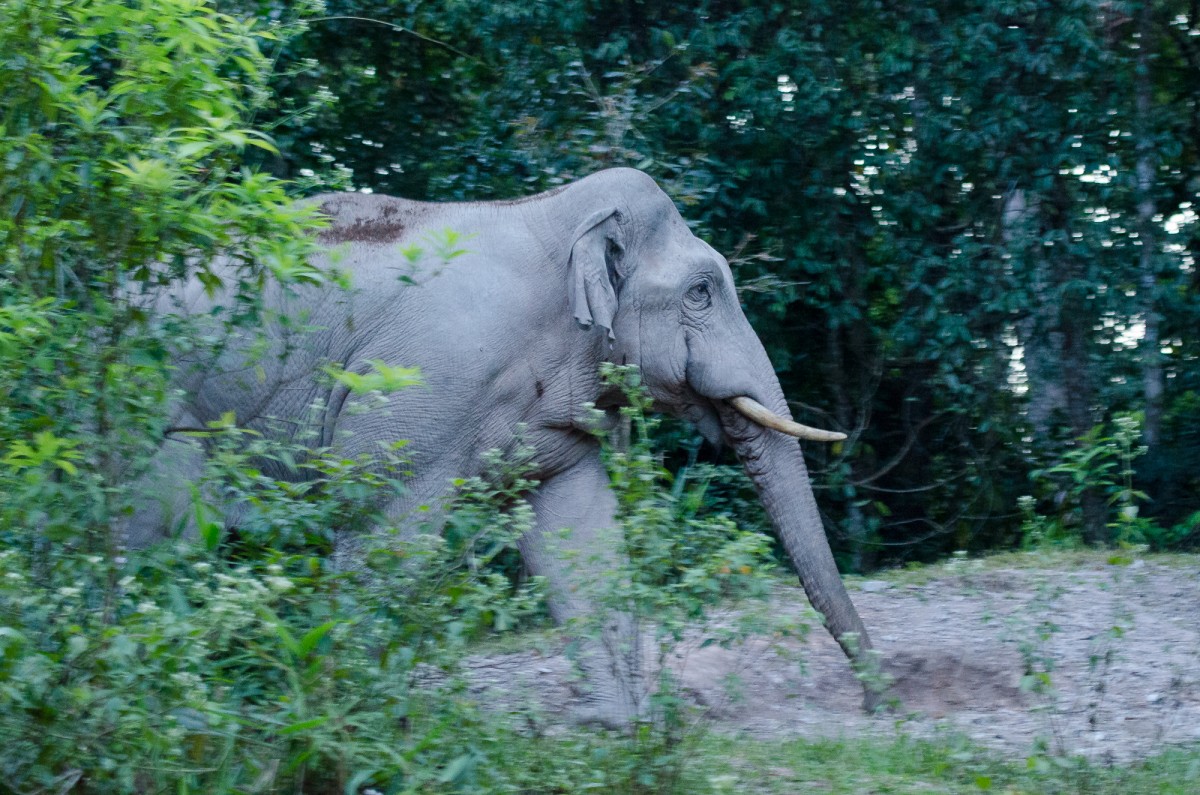 Asian elephant in Khao Yai