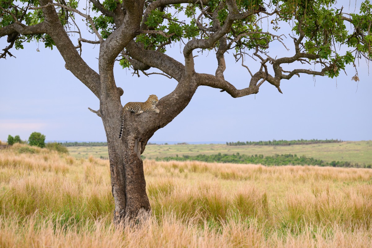 African leopard resting in a tree - Mara Triangle Conservancy, Kenya