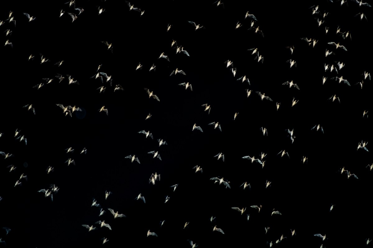 Bats flying during the night