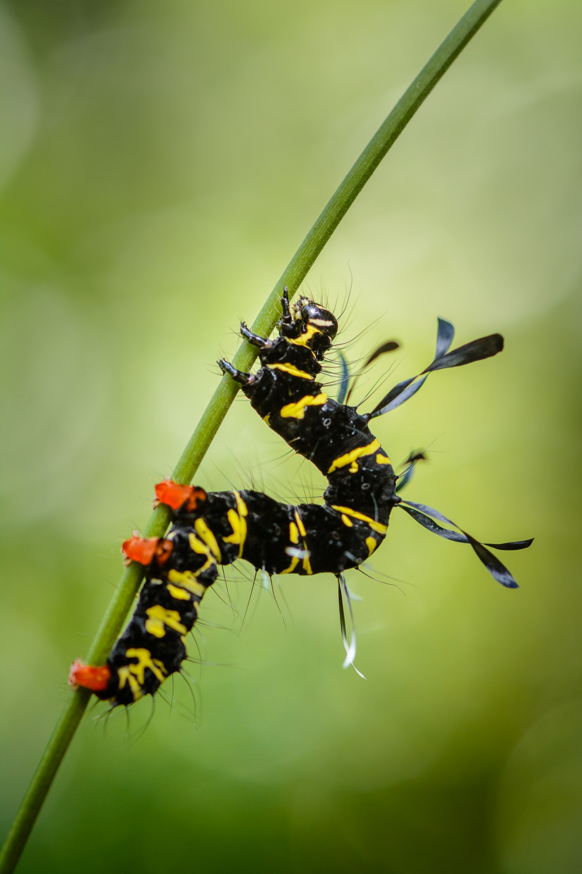 Bizare caterpillar in Thailand