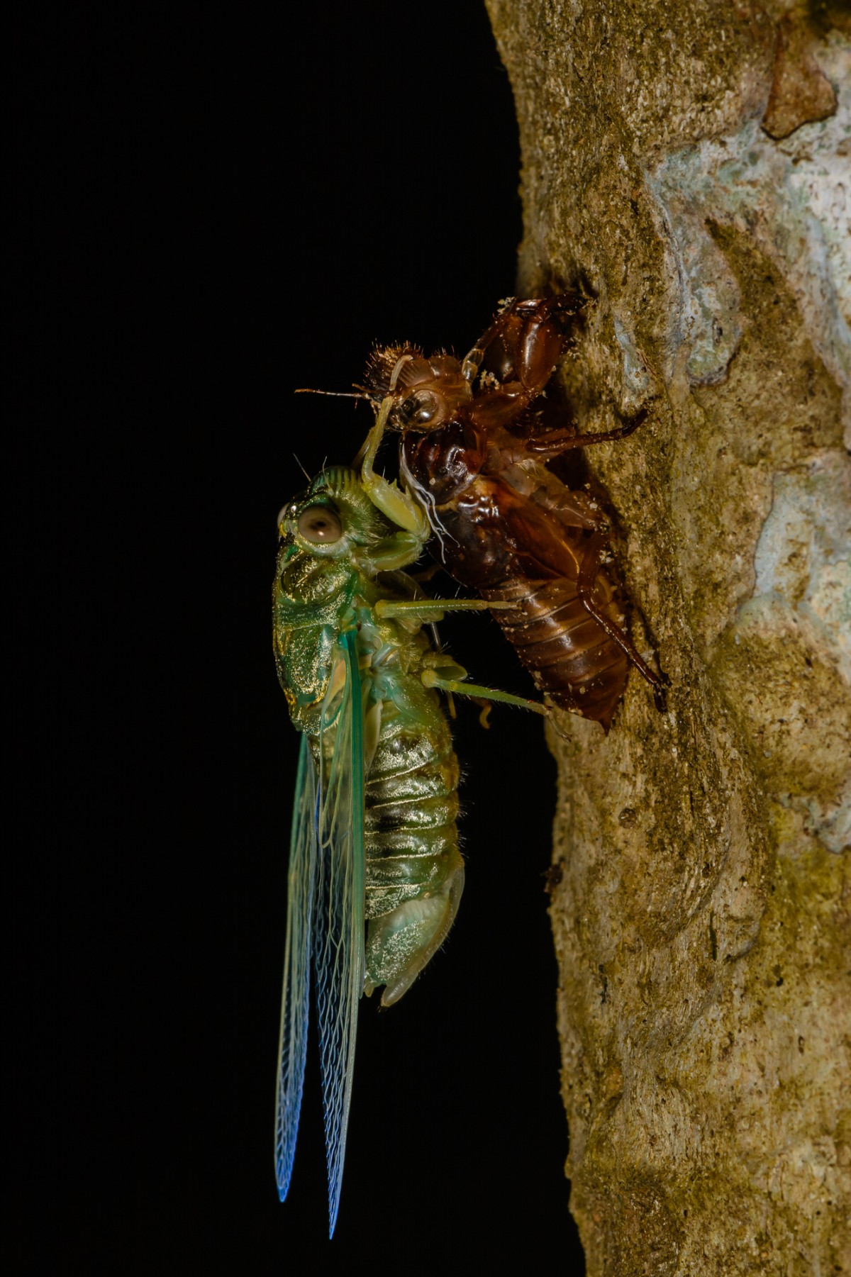 Cicada (Auchenorrhyncha) after transformation