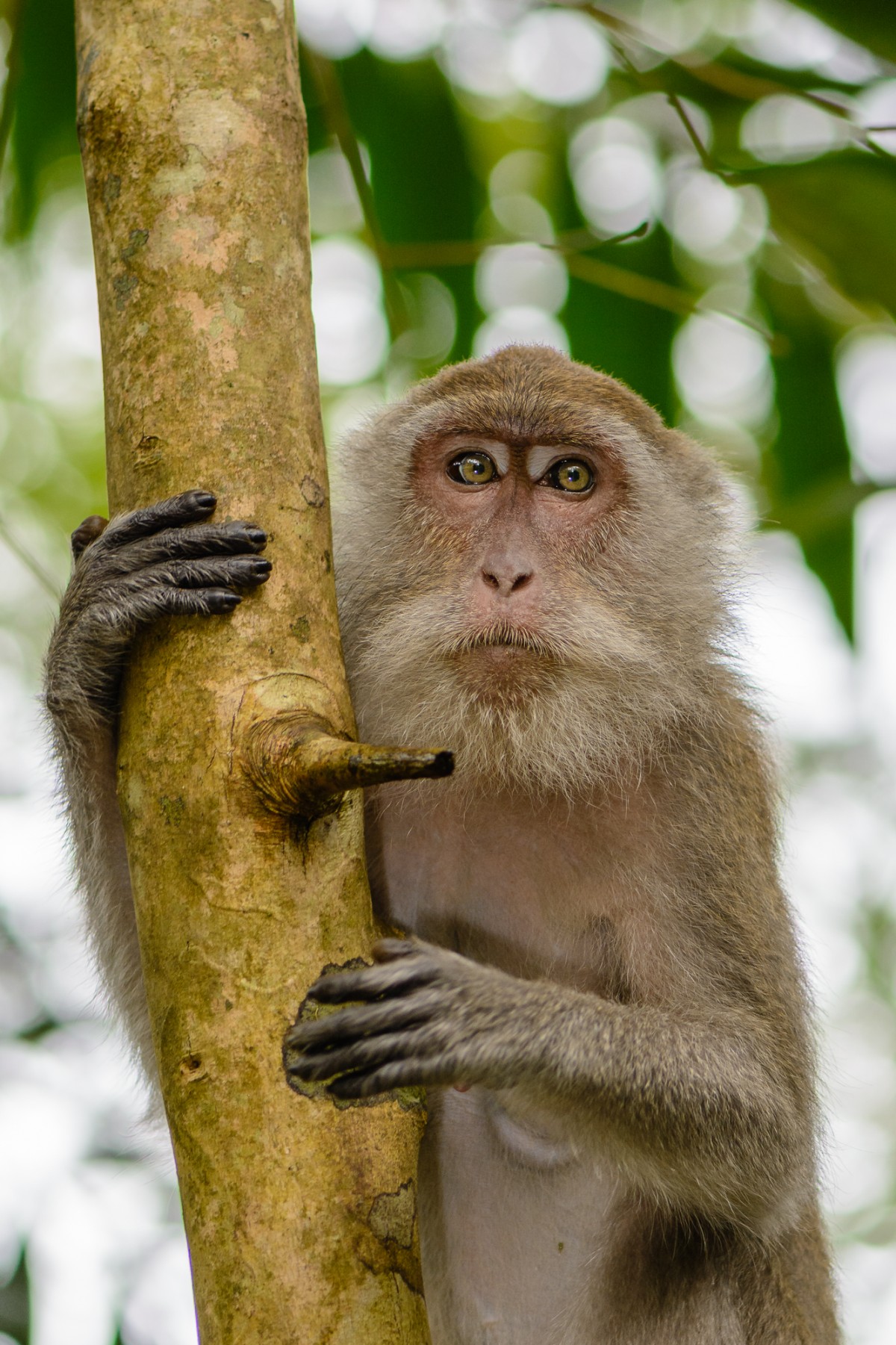 Crab-eating macaque (Macaca fascicularis) portrait