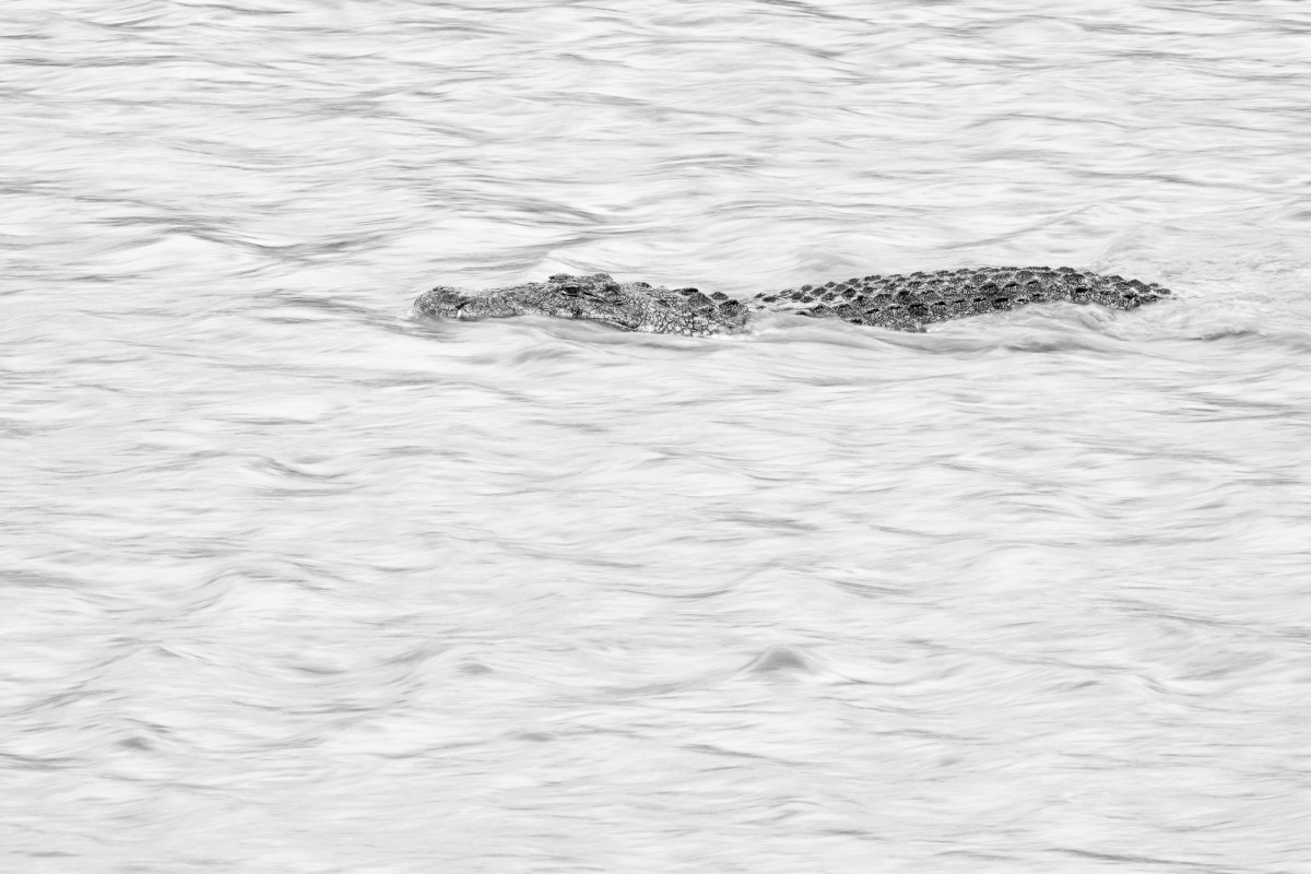 Nile crocodile in Mara river - Mara Triangle Conservancy, Kenya