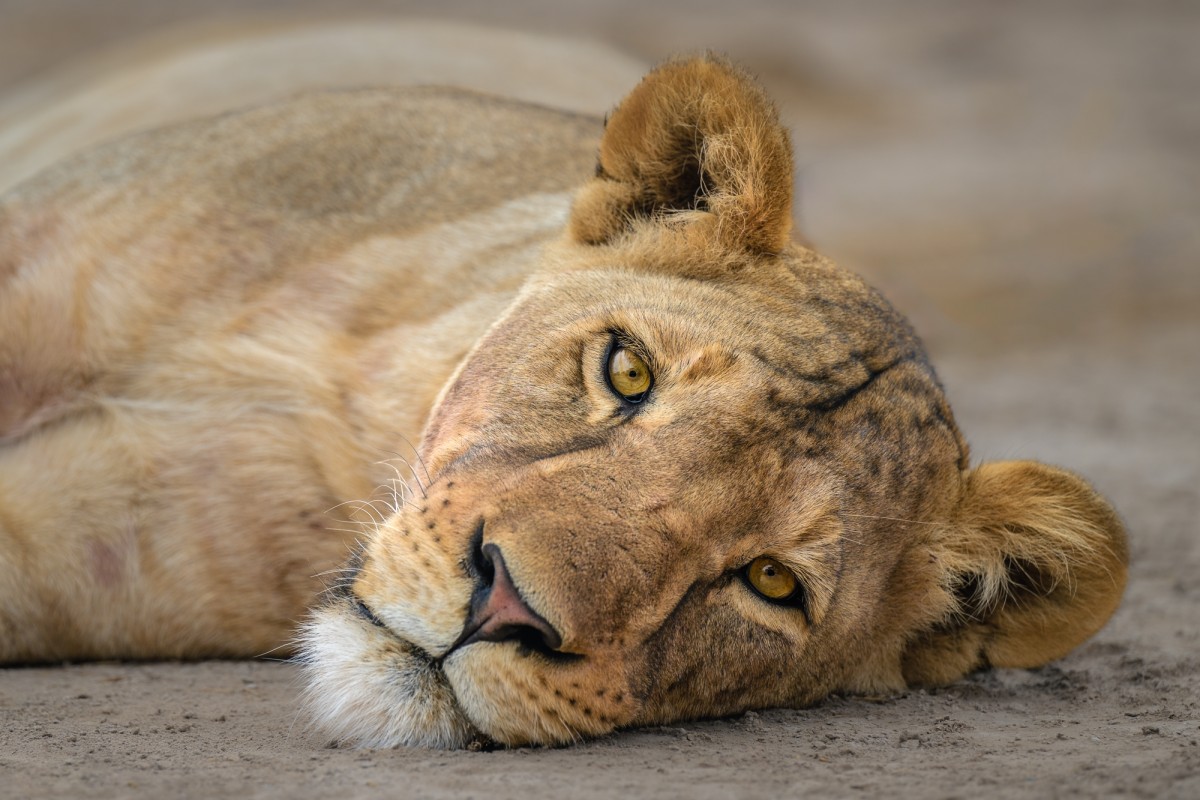 Portrait of lioness resting on the ground - Amboseli National Park, Kenya