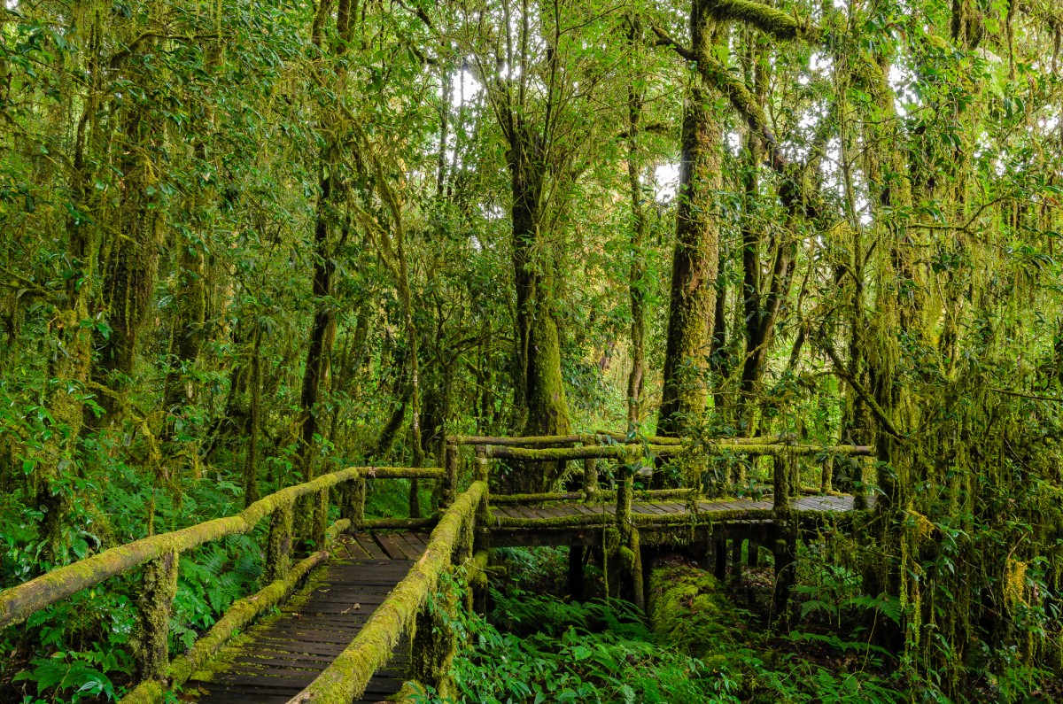 Doi Inthanon overgrown forest