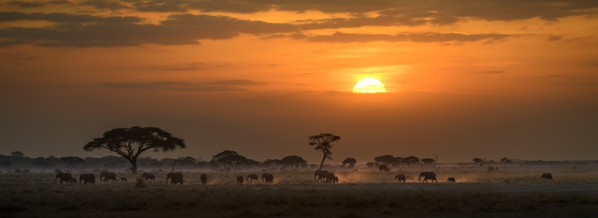 African elephants during sunset - Amboseli National Park, Kenya