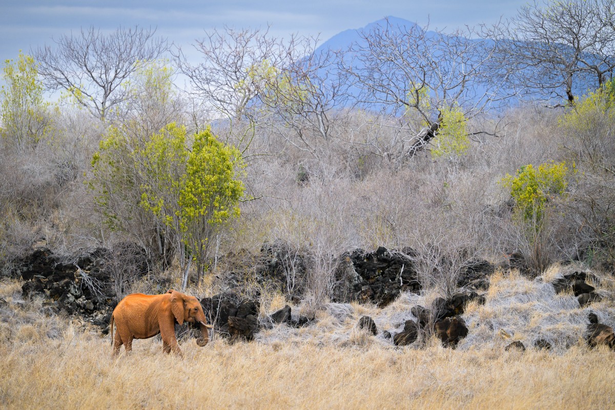 African elephant in Tsavo West National Park, Kenya