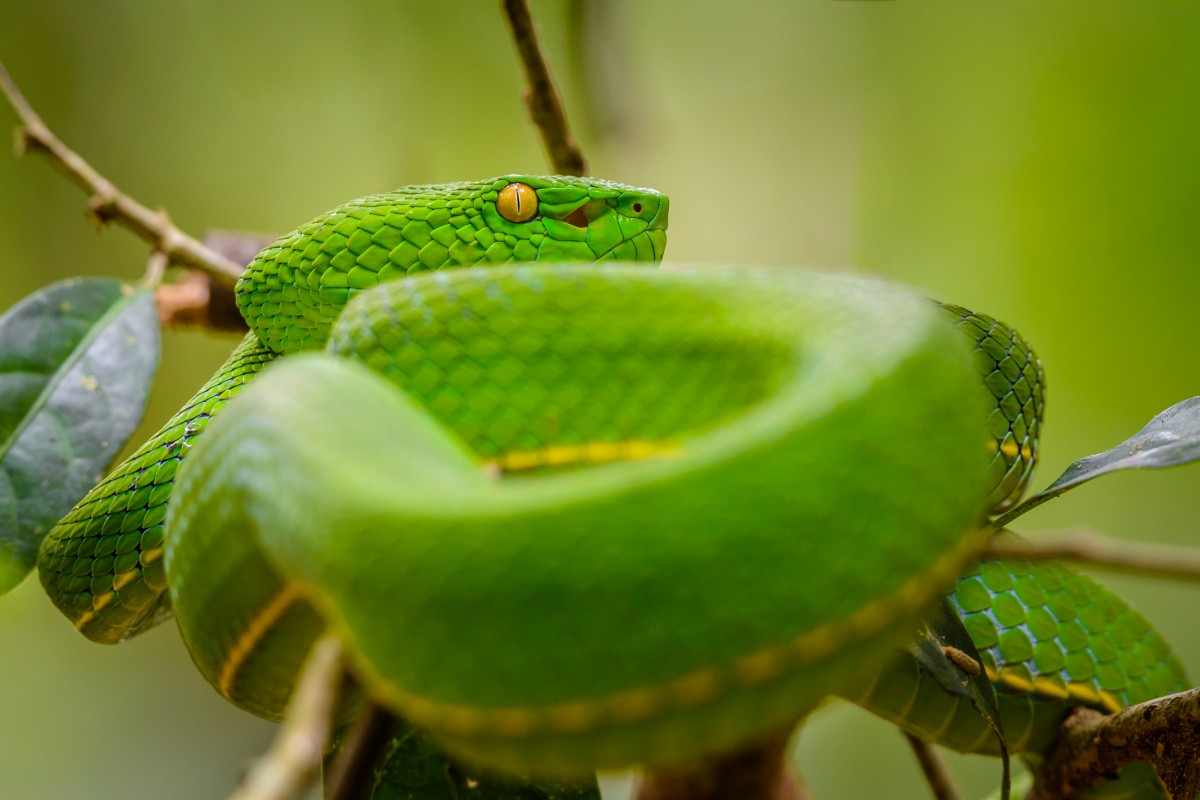 Green viper in a bush