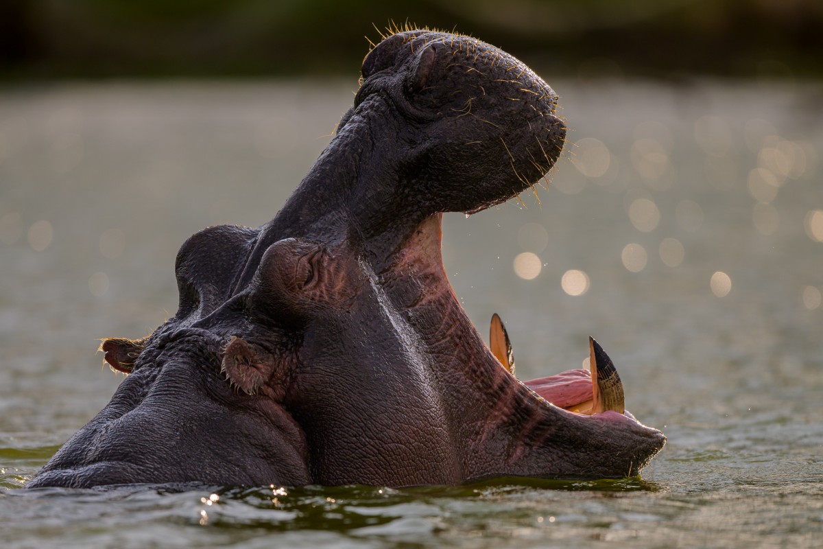 Hippopotamus close up - Lake Naivasha, Kenya