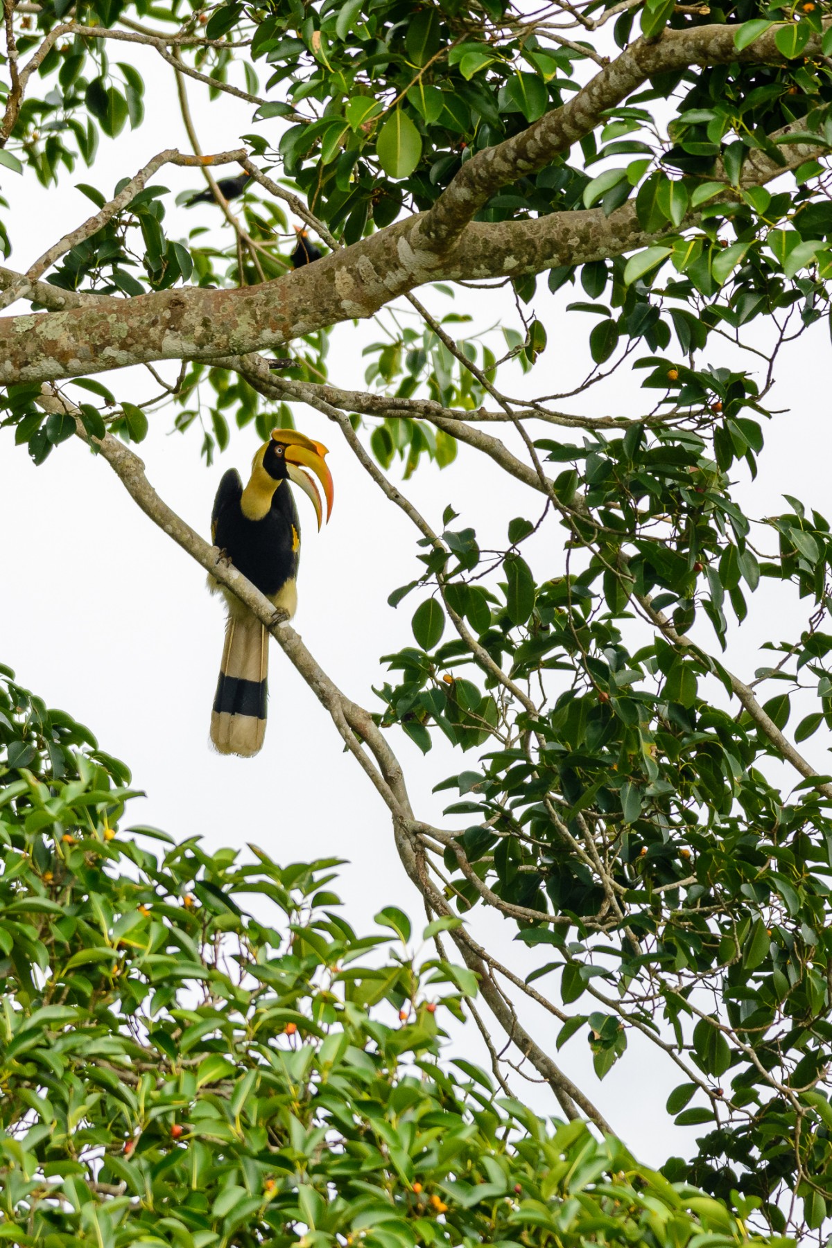 Great hornbill (Buceros bicornis) perching