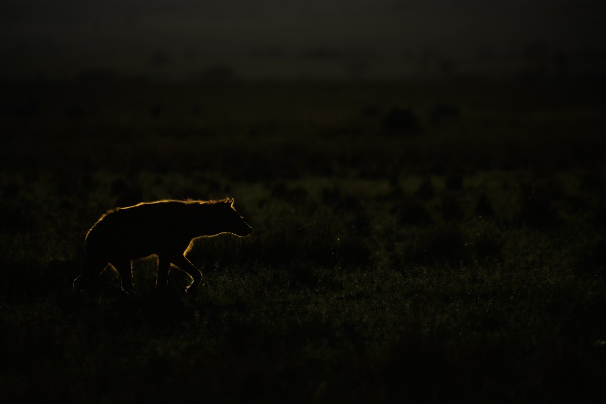 Rimlight hyena - Maasai Mara National Reserve, Kenya