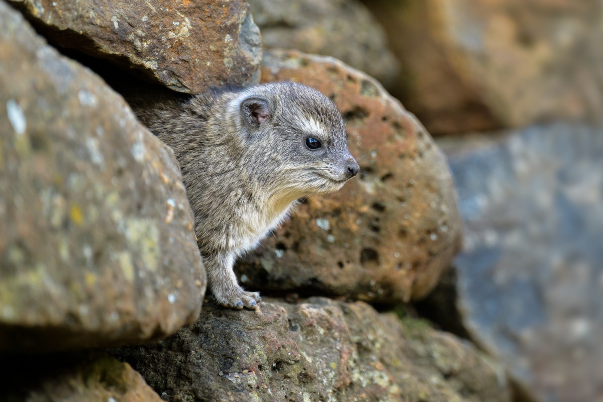 Rock Hyrax in a stone wall - Mara Triangle Conservancy, Kenya