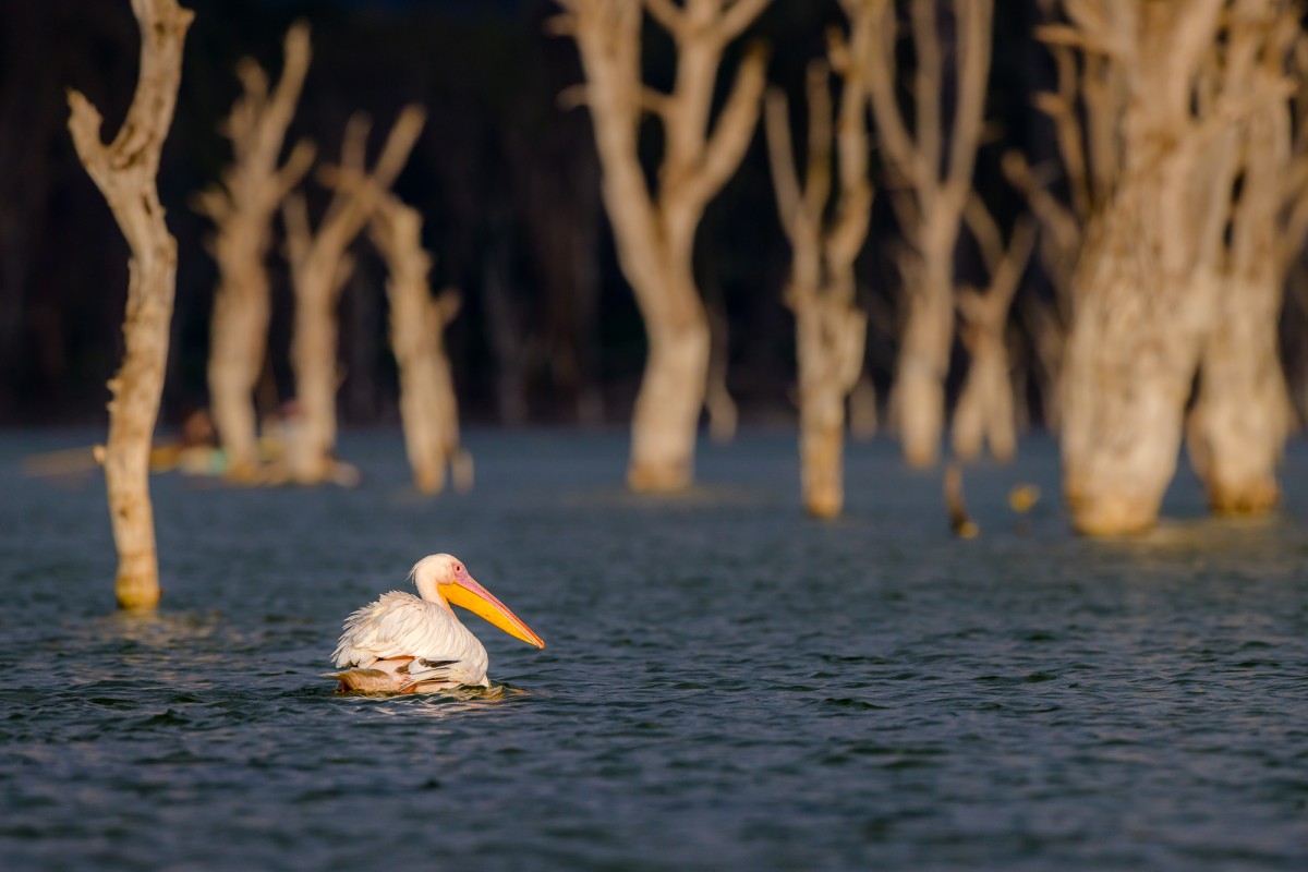 Pelican drifting in a lake with dead trees in the background - Lake Naivasha, Kenya