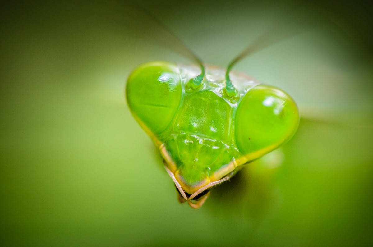 Close up of a praying mantis head