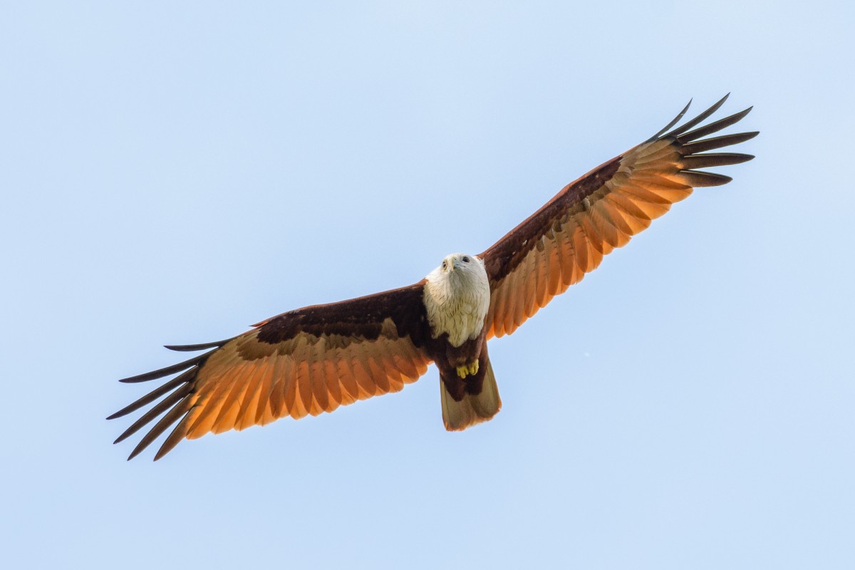 Brahminy Kite (Haliastur indus) in flight