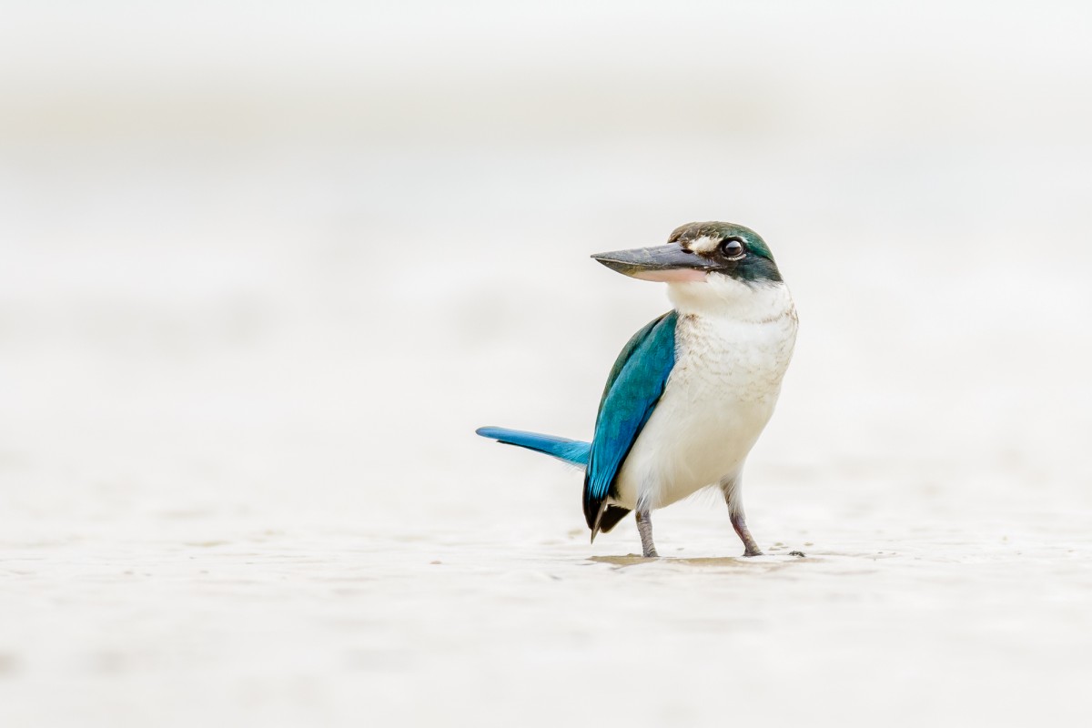 Collared Kingfisher (Todiramphus chloris) on the beach