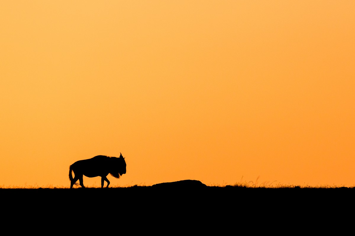 Wildebeest silhouette during sunrise - Maasai Mara National Reserve, Kenya