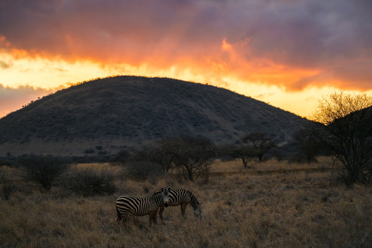 Common zebra during a fiery sunrise - Tsavo West National Park, Kenya