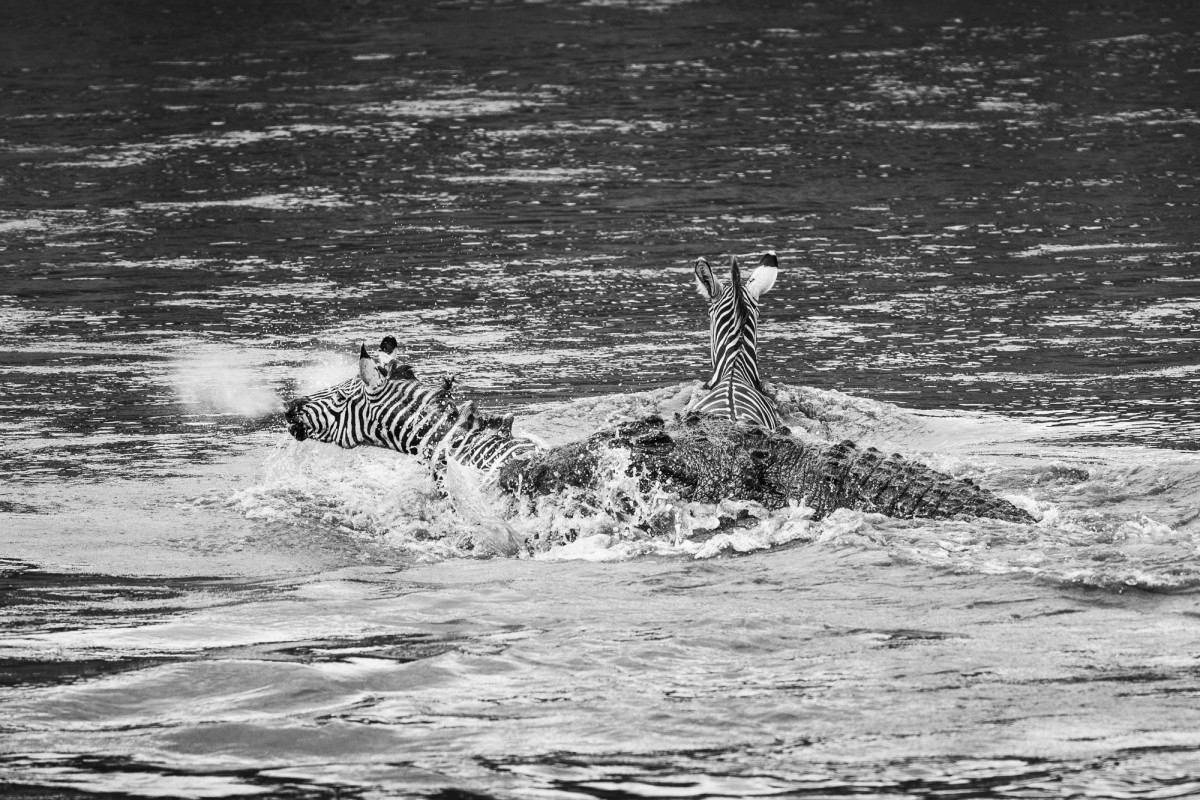 Zebra gets caught by a Nile crocodile whilst crossing the Mara river - Mara Triangle Conservancy, Kenya